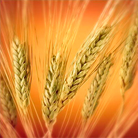 El camino del grano de trigo